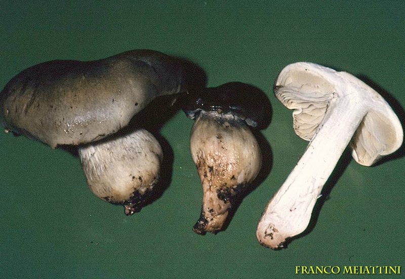 Proposta di studio di Tricholoma saponaceum